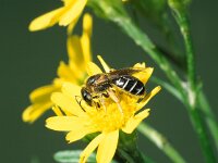 Halictus rubicundus