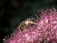 Halictus rubicundus 3, Roodpotige groefbij, female, Saxifraga-Pieter van Breugel