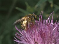 Halictus scabiosae
