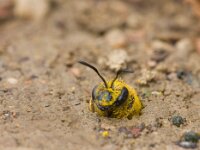 Halictus scabiosae 4, Breedbandgroefbij, Saxifraga-Jan Nijendijk