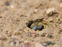 breedbandgroefbij  breedbandgroefbij graaft gaatje in de bodem : Halictus scabiosae
