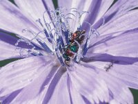 Hedychrum nobile 2, Zandgoudwesp, male, Saxifraga-Frits Bink