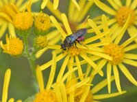 Hedychrum rutilans 3, Saxifraga-Tom Heijnen
