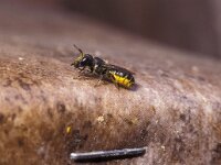 Heriades truncorum, Daisy Carpenter Bee