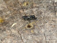 Heriades truncorum 6, Tronkenbij, nest, Saxifraga-Frits Bink