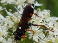Ichneumon sarcitorius