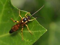 Ichneumon xanthorius