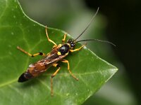 Ichneumon xanthorius 2, Saxifraga-Tom Heijnen