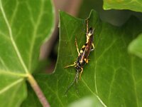 Ichneumon xanthorius 3, Saxifraga-Tom Heijnen