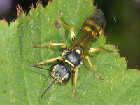 Mellinus arvensis 02 #08905 : Mellinus arvensis, Gewone vliegendoder, female