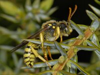 Nomada goodeniana