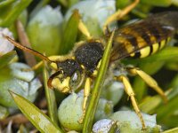 Nomada goodeniana 3, Smalbandwespbij, Saxifraga-Ab H Baas