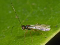 Phaenocarpa ruficeps