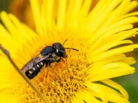 Pseudoanthidium nanum