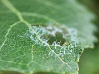 Stauronematus platycerus