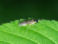 Stromboceros delicatulus