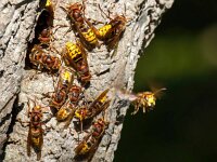 Vespa crabro 17, Hoornaar, Saxifraga-Bart Vastenhouw