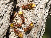 Vespa crabro 18, Hoornaar, Saxifraga-Bart Vastenhouw