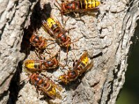 Vespa crabro 19, Hoornaar, Saxifraga-Bart Vastenhouw