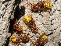 Vespa crabro 20, Hoornaar, Saxifraga-Bart Vastenhouw