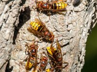Vespa crabro 21, Hoornaar, Saxifraga-Bart Vastenhouw