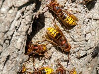 Vespa crabro 22, Hoornaar, Saxifraga-Bart Vastenhouw