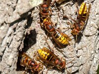 Vespa crabro 23, Hoornaar, Saxifraga-Bart Vastenhouw