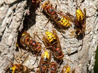 Vespa crabro 24, Hoornaar, Saxifraga-Bart Vastenhouw