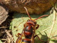 Vespa crabro 25, Hoornaar, Saxifraga-Bart Heijne : 2024, Frankrijk, Hymenoptera, Nages, Vespa crabro, hoornaar, insect, september, vakantie, wandeling, wespen