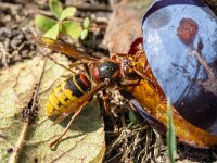 Vespa crabro 26, Hoornaar, Saxifraga-Bart Heijne : 2024, Frankrijk, Hymenoptera, Nages, Vespa crabro, hoornaar, insect, september, vakantie, wandeling, wespen