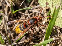 Vespa crabro 27, Hoornaar, Saxifraga-Bart Heijne : 2024, Frankrijk, Hymenoptera, Nages, Vespa crabro, hoornaar, insect, september, vakantie, wandeling, wespen