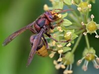 Vespa crabro 29, Hoornaar, Saxifraga-Tom Heijnen
