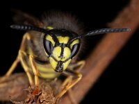 Vespula vulgaris 13, Gewone wesp, Saxifraga-Luc Hoogenstein