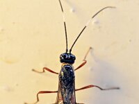 Wroughtonia spinator