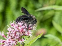 Xylocopa violacea 3, Blauwzwarte houtbij, Saxifraga-Bart Heijne : 2024, Haute Languedoc, Hymenoptera, Nages, Xylocopa violacea, blauwzwarte houtbij, camping La Canal, herfst, insect, september, vakantie, wilde bij