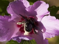 Xylocopa violacea 8, Blauwzwarte houtbij, Saxifraga-Jan Nijendijk