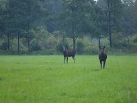 Alces alces 18, Eland, Saxifraga-Rudmer Zwerver