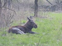 Alces alces 37, Eland, Saxifraga-Jan Nijendijk