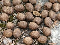 Alces alces 39, Eland, Saxifraga-Hans Grotenhuis