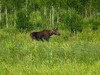 Alces alces 41, Eland, young male, Saxifraga-Hans Grotenhuis