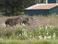Alces alces 44, Eland, Saxifraga-Willem van Kruijsbergen