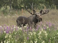 Alces alces 50, Eland, Saxifraga-Willem van Kruijsbergen