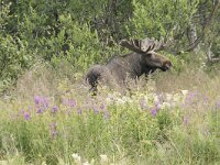 Alces alces 55, Eland, Saxifraga-Willem van Kruijsbergen