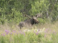 Alces alces 56, Eland, Saxifraga-Willem van Kruijsbergen