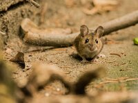 Apodemus sylvaticus 26, Bosmuis, adult, Bennekom, Saxifraga-Theo Verstrael