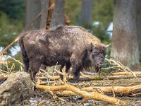 Wisent looking in the forest  The European bison (Bison bonasus), also known as wisent or the European wood bison standing in mountain forest habitat : animal, belarus, bialowieza, big, bison, bonasus, brown, buffalo, bull, cold, endangered, europe, european, fauna, field, forest, fur, grass, guarding, head, herbivore, horn, horned, large, male, mammal, national, natural, nature, one, outdoor, outdoors, park, poland, polska, portrait, power, primeval, slovakia, snow, standing, white, wild, wilderness, wildlife, winter, wisent, wood