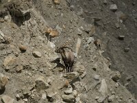 Capra ibex 75, Alpensteenbok, Saxifraga-Willem van Kruijsbergen