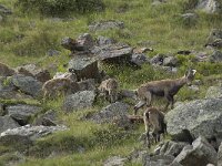 Capra ibex 83, Alpensteenbok, Saxifraga-Willem van Kruijsbergen
