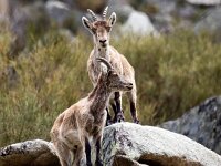 Capra pyrenaica 14, Pyrenese steenbok, Saxifraga-Bart Vastenhouw