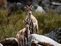 Capra pyrenaica 17, Pyrenese steenbok, Saxifraga-Bart Vastenhouw